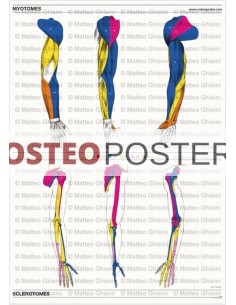 Osteoposter - Miotomi e...