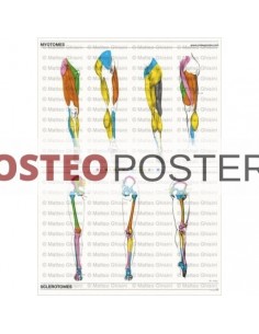Osteoposter - Myotomes and...