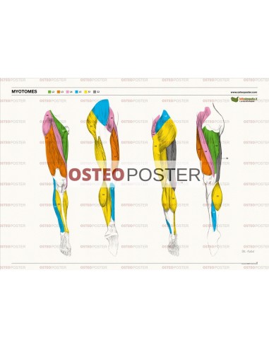 Osteoposter - Miotomi Gambe