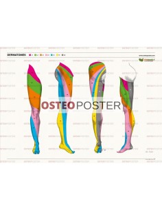 Osteoposter - Dermatomi Gambe