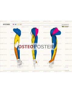 Osteoposter - Miotomi Braccia